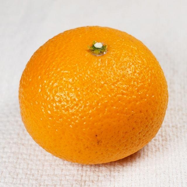 みかん 苗木 【スイートスプリング】 3年生 接ぎ木 約1.0m 大苗 : 苗木