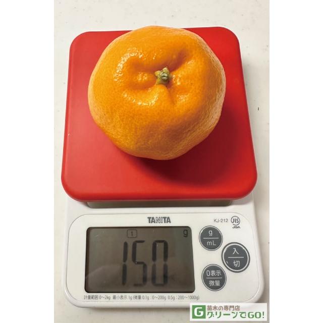 みかん 苗木 【はるみ ［登録品種］】 3年生 接ぎ木 約1.0m 大苗