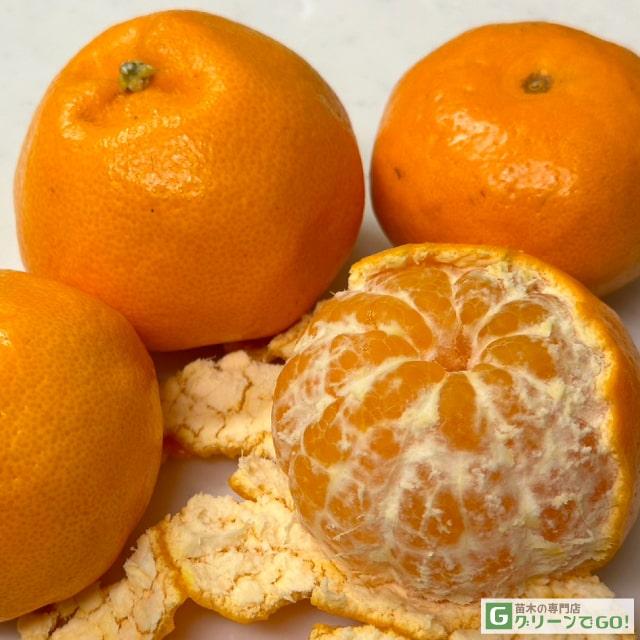 みかん 苗木 【はるみ ［登録品種］】 5年生 接ぎ木 大苗 : 苗木の専門