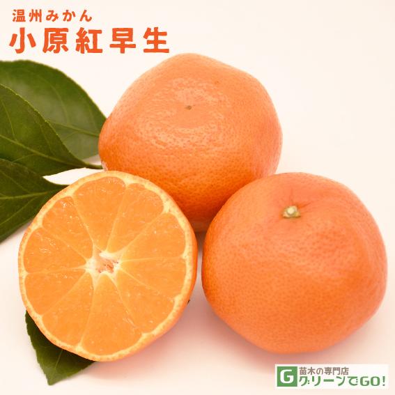 みかん 苗木 【小原紅早生 （おばらべにわせ）】 1年生 接ぎ木 ポット苗（Yahoo!・苗木の専門店 グリーンでGO!）