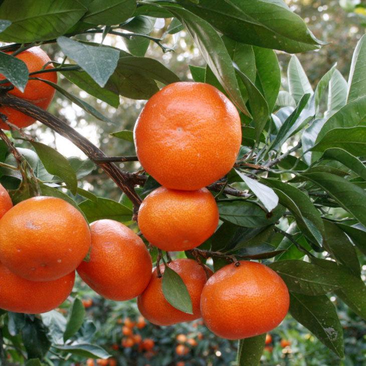 ◇送料無料◇ みかん 苗木 【小原紅早生 （おばらべにわせ）】 1年生