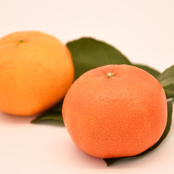 みかん 苗木 【小原紅早生 （おばらべにわせ）】 3年生 接ぎ木 約1.0m