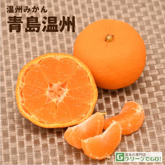 □優良2年生大苗□ みかん 苗木 【青島温州 （あおしまうんしゅう