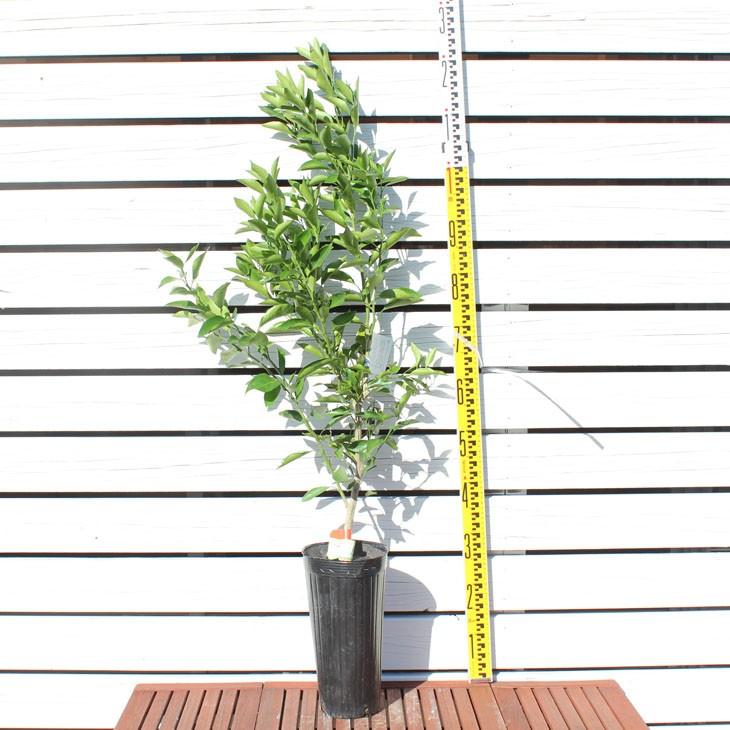 □優良2年生大苗□ みかん 苗木 【大津4号】 2年生大苗 接ぎ木 : 苗木