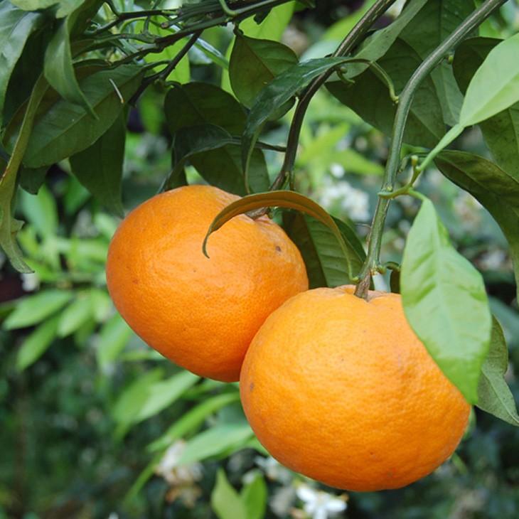 本日特価】【本日特価】オレンジ 苗木 2年生 接ぎ木 約0.9m 大苗 果樹