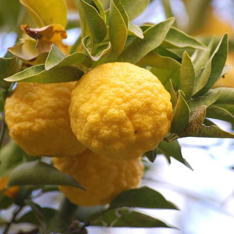 送料無料 ゆず 苗 花柚子 ハナユズ 1年生 接ぎ木 ポット苗 ニーム小袋