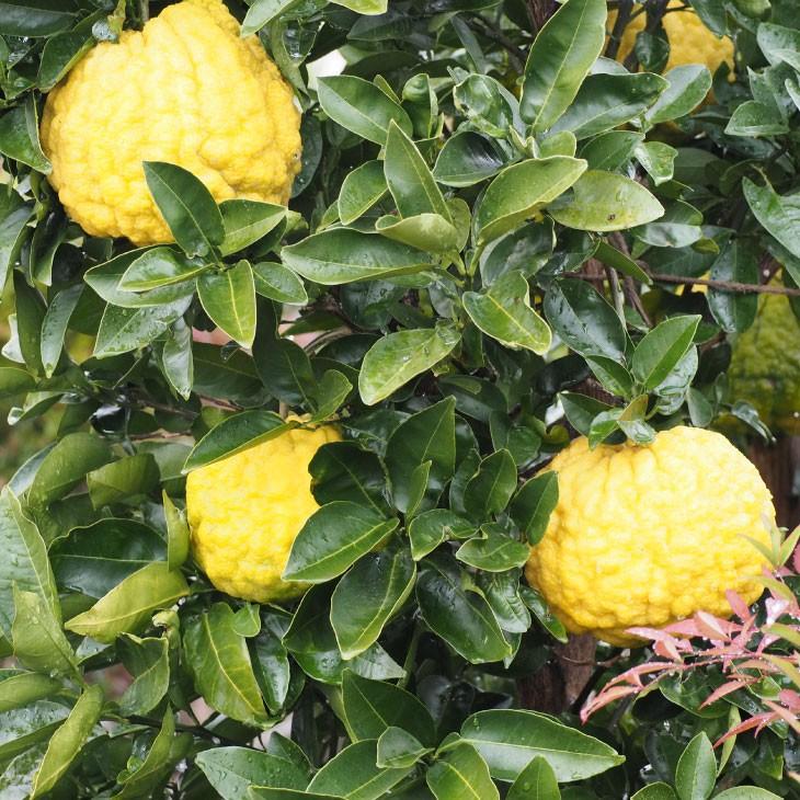 □優良2年生大苗□ ゆず 苗 【獅子柚子 （ししゆず）】 2年生大苗