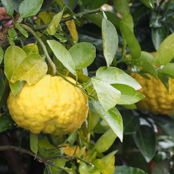 黄色の柚子の鉢植え 約1.5メートル 獅子柚子 獅子柚子（鬼柚子）の保存