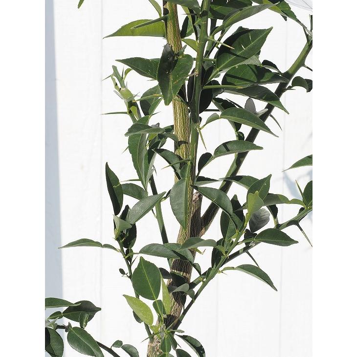 □優良2年生大苗□ ゆず 苗 【種なし 多田錦 （ただにしき）】 2年生