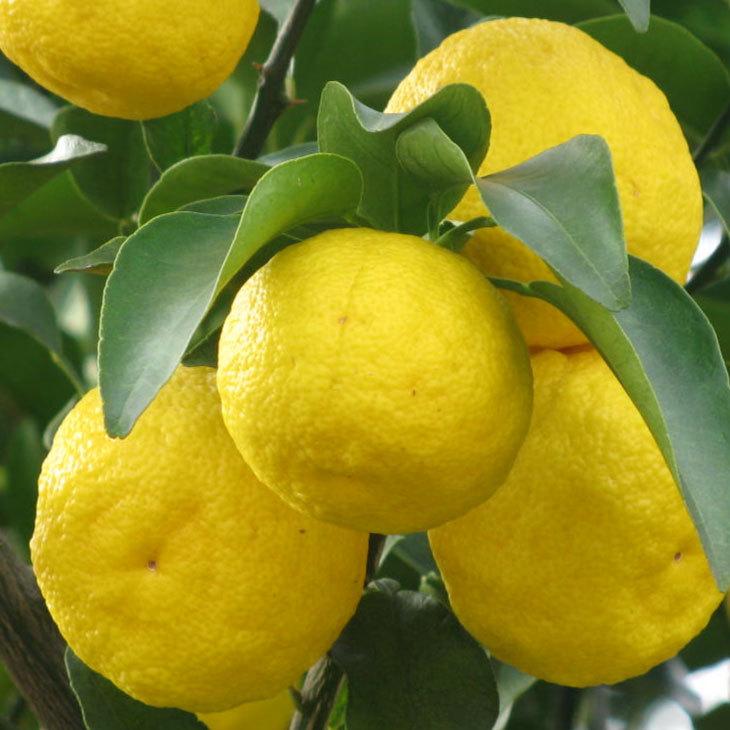 ゆず 苗 5年生 接ぎ木 大苗 激安通販販売