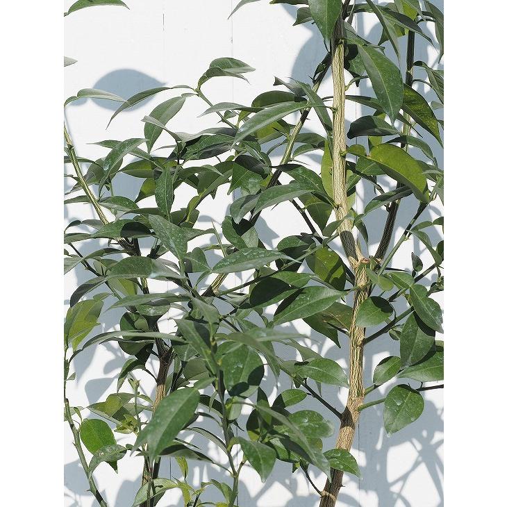 ゆず 苗 【本柚子 （別名: 木頭柚子）】 3年生 接ぎ木 約1.0m 大苗