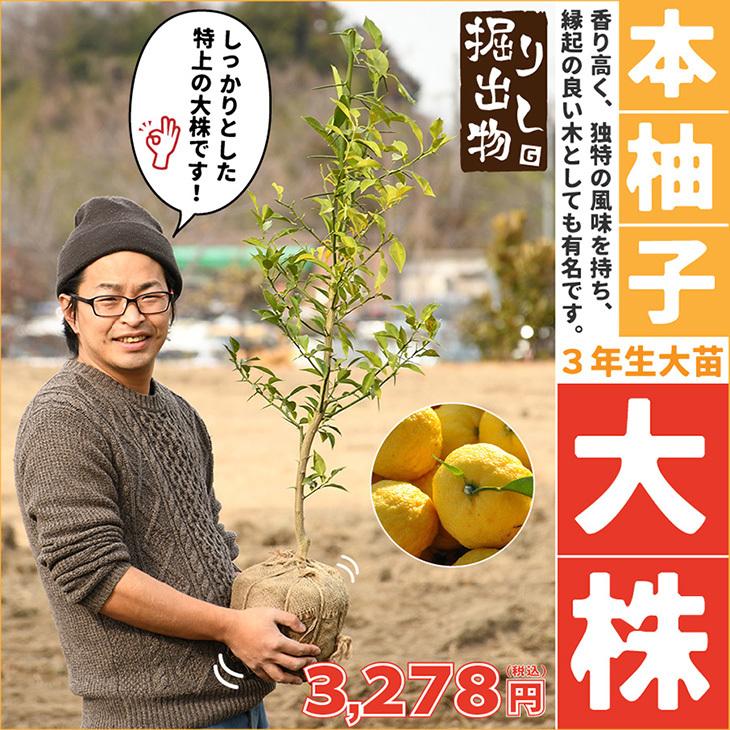 ゆず 苗 トゲなし ほんゆず 5年生 果樹 本柚子 大苗 接ぎ木 常緑 苗木