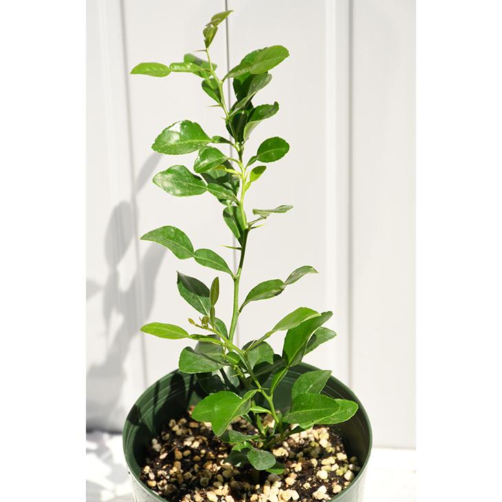 ライム 苗木 コブミカン 約0 4m 挿し木苗 スリット鉢植え Tn03 058s999 01 苗木の専門店 グリーンでgo 通販 Yahoo ショッピング