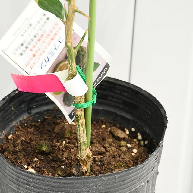 ◇送料無料◇ ライム 苗木 【コブミカン】 2年生 接ぎ木 約0.9m 大苗 (ニーム小袋付き) ※北海道・沖縄は送料無料適用外です。 :tn03-058t002-01-sm:苗木の専門店 グリーンでGO! - 通販 - Yahoo!ショッピング ◇送料無料◇ ライム 苗木 【コブミカン】 2年生 接ぎ木 約0.9m 大苗 (ニーム小袋付き) ※北海道・沖縄は送料無料適用外です。 :tn03-058t002-01-sm:苗木の専門店 グリーンでGO! - 通販 - Yahoo!ショッピング