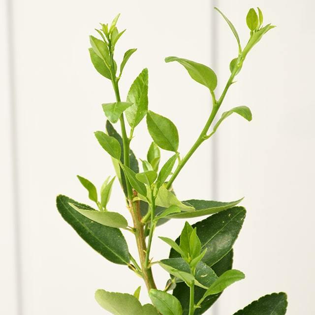 ライム 苗木 【タヒチライム】3年生 接ぎ木 プラスチック鉢植え : 苗木