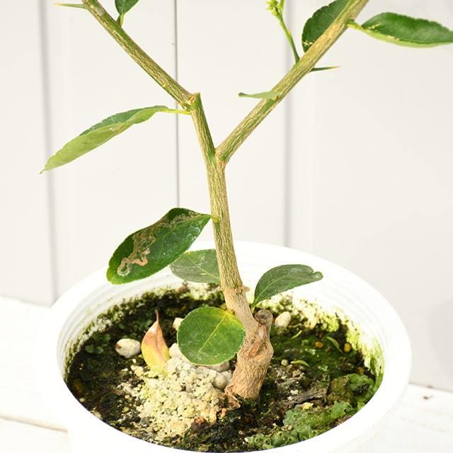 ライム 苗木 【タヒチライム】3年生 接ぎ木 プラスチック鉢植え : 苗木
