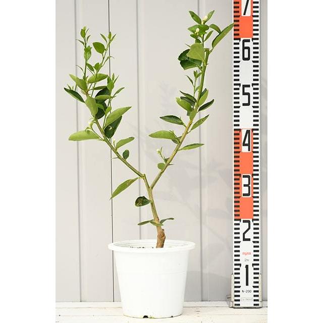 ライム 苗木 【タヒチライム】3年生 接ぎ木 プラスチック鉢植え : 苗木