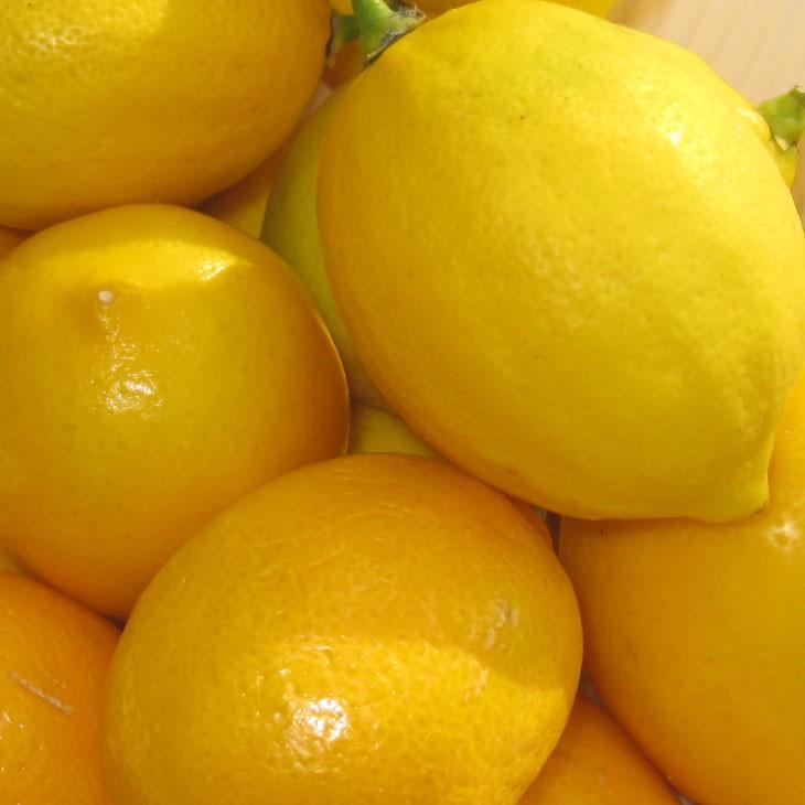 レモン 苗木 【トゲなし ビアフランカ レモン】 3年生 接ぎ木 約1.0m