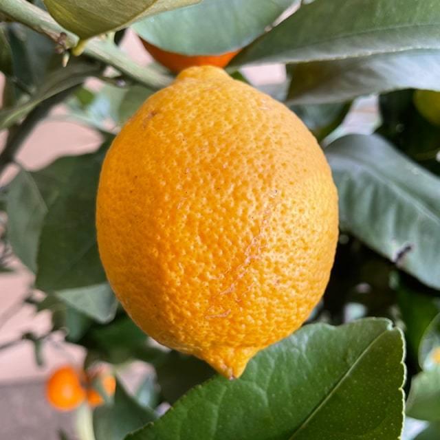 寒さに強いレモン 苗木 【トゲなし リスボンレモン】 1年生 接ぎ木