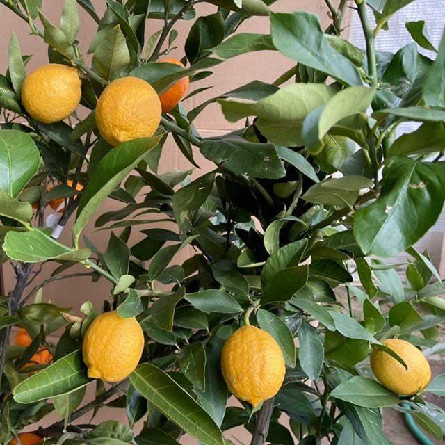 寒さに強いレモン 苗木 【トゲなし リスボンレモン】 5年生 接ぎ木