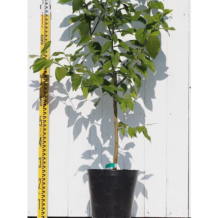 レモン 苗木 瀬戸内レモン 3年生 接ぎ木苗 Tn03 070t003 01 苗木の専門店 グリーンでgo 通販 Yahoo ショッピング