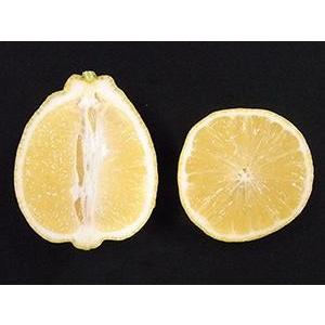 お買い得！ レモン 苗 【璃の香 （りのか） ［登録品種］】 5年生 接ぎ木 大苗 【1842601449】(9295円)