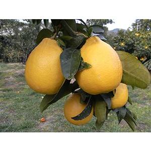 お買い得！ レモン 苗 【璃の香 （りのか） ［登録品種］】 5年生 接ぎ木 大苗 【1842601449】(9295円)