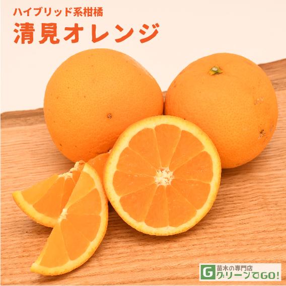 □優良2年生大苗□ 清見オレンジ 苗 【清見オレンジ】 2年生大苗