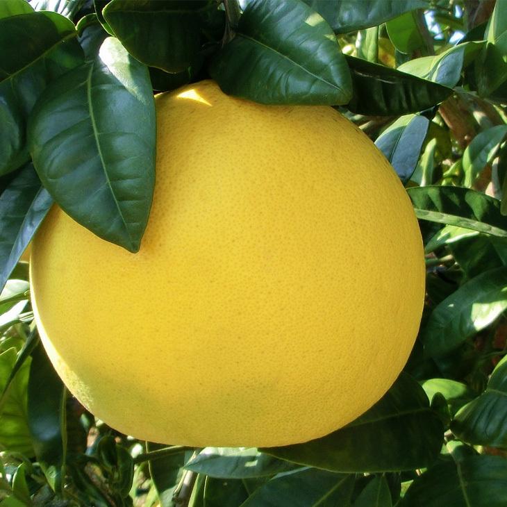 晩白柚 晩白柚 – 日本フルーツ株式会社 – NipponFruit Co.,Ltd.