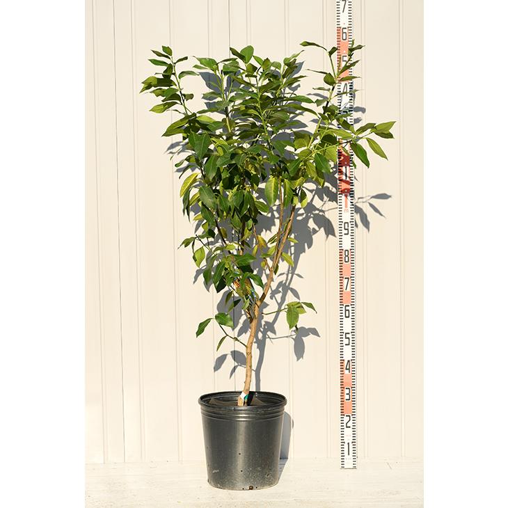 晩白柚 5年生 大苗 実つき！ 晩白柚 苗 【晩白柚 （ばんぺいゆ）】 5年生 接ぎ木 大苗 : 苗木の専門