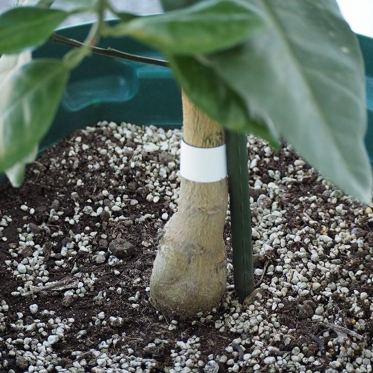 晩白柚 苗 【晩白柚 （ばんぺいゆ）】 5年生 接ぎ木 大苗 : 苗木の専門