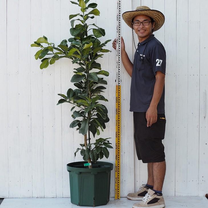 晩白柚 苗 【晩白柚 （ばんぺいゆ）】 5年生 接ぎ木 大苗 : 苗木の専門