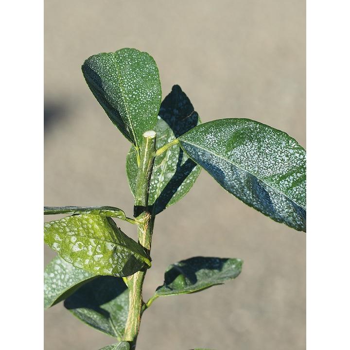 文旦 苗木 【土佐文旦 （とさぶんたん）】 1年生 接ぎ木苗 : 苗木の