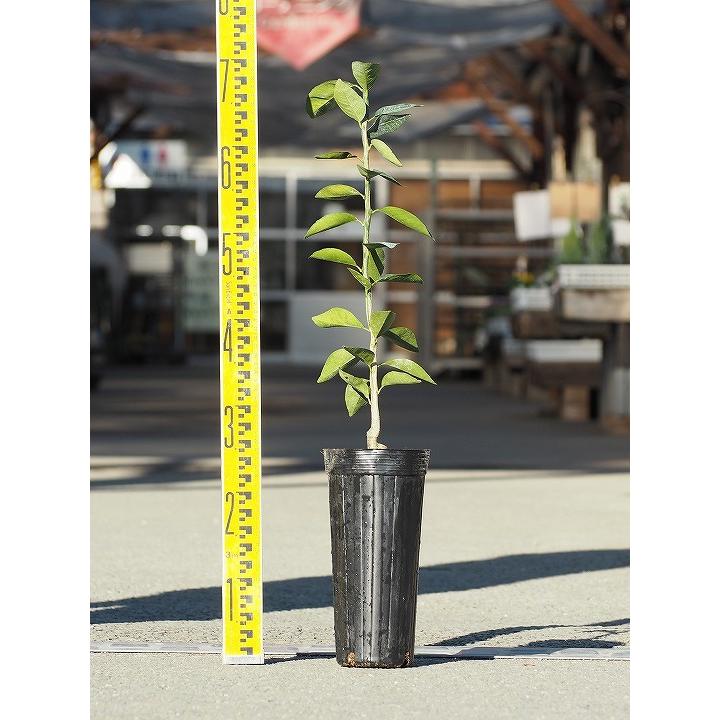 土佐文旦 5年生 苗木 実つき！ 土佐文旦 鉢植えは5年で限界。全く実らず地植えにして3年目にして