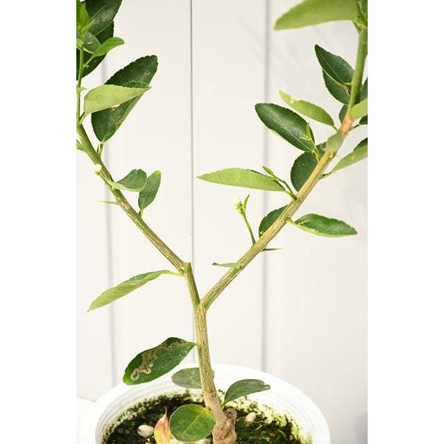 送料無料 種なしライム フレーバーグリーン 3年生 接ぎ木 プラスチック鉢植え ニーム小袋付き 北海道 沖縄は送料無料適用外です Tn03 078t003 02 Sm 苗木の専門店 グリーンでgo 通販 Yahoo ショッピング