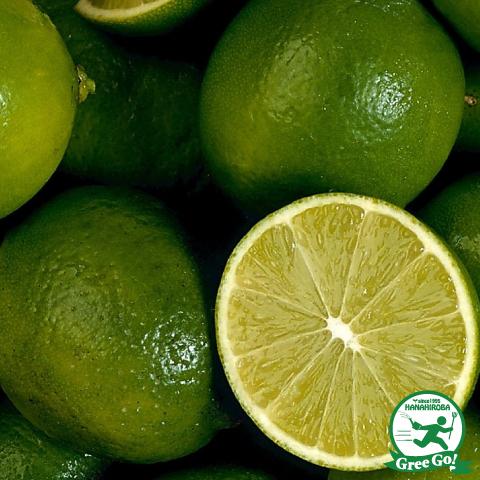 種なしライム フレーバーグリーン 3年生 接ぎ木 プラスチック鉢植え Tn03 078t003 02 苗木の専門店 グリーンでgo 通販 Yahoo ショッピング