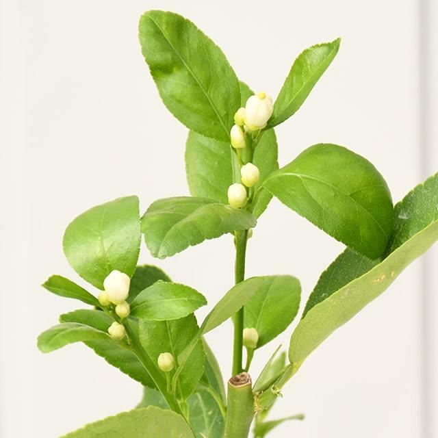 種なしライム フレーバーグリーン 3年生 接ぎ木 プラスチック鉢植え Tn03 078t003 02 苗木の専門店 グリーンでgo 通販 Yahoo ショッピング