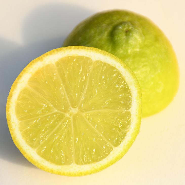 種なしライム 苗 【フレーバーグリーン】 約0.2m 接ぎ木 小苗 : 苗木の