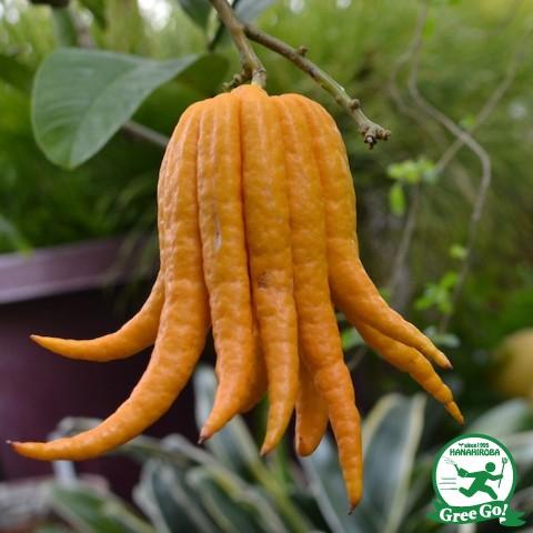 みかん 苗木 【 仏手柑 （ぶっしゅかん） 】 1年生 接ぎ木 ポット苗