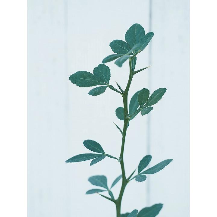 枸橘 【カラタチ】 実生 2年生 ポット苗 : 苗木の専門店