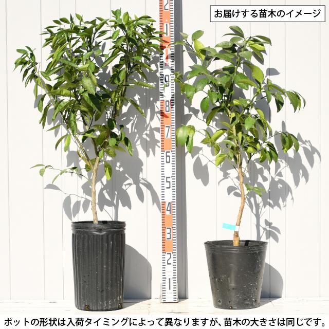 みかん 日向夏（ひゅうがなつ） ニューサマーオレンジ 接木苗木 果樹苗約100㌢ オレンジ 苗木 【日向夏 （ひゅうがなつ）】 3年生 接ぎ木 約1.0m 大苗