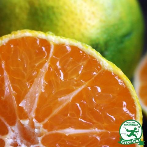 みかん 贈呈 苗木 原口早生 はらぐちわせ ポット苗 接ぎ木 1年生