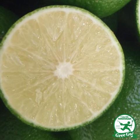 雄宝　大苗　2本　２年生　ウイルスフリー 5BB接木 雄宝 大苗 1本 2年生 ウイルスフリー 5BB接木 - メルカリ