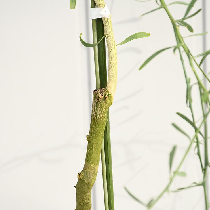 フィンガー ライム 苗 【デザートライム】5年生 ポット苗 : 苗木の専門