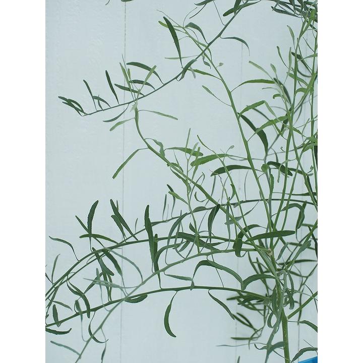 3年生　フィンガーライム接木苗／デザートライム　樹高70センチ フィンガーライム デザートライム【果樹苗 12cmポット接木苗／1個