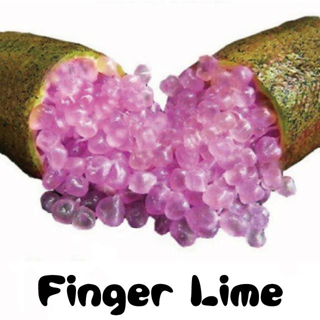 フィンガー ライム 苗 【フィンガーライム パープルブリス】 1年生