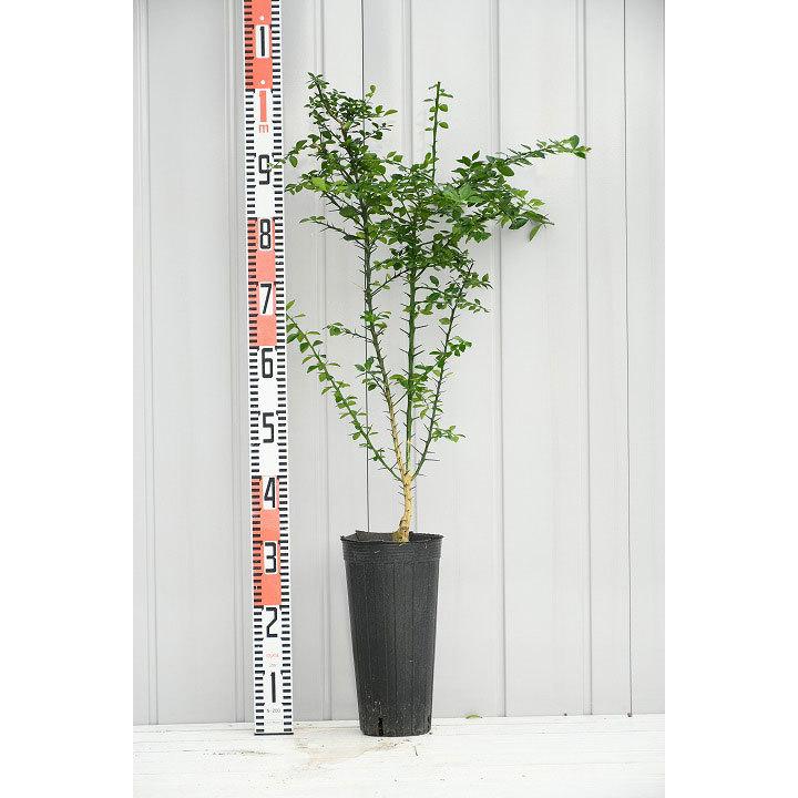 フィンガー ライム 苗 フィンガーライム ダーラム エメラルド 2年生 接ぎ木苗 Tn03 135t002 01 苗木の専門店 グリーンでgo 通販 Yahoo ショッピング