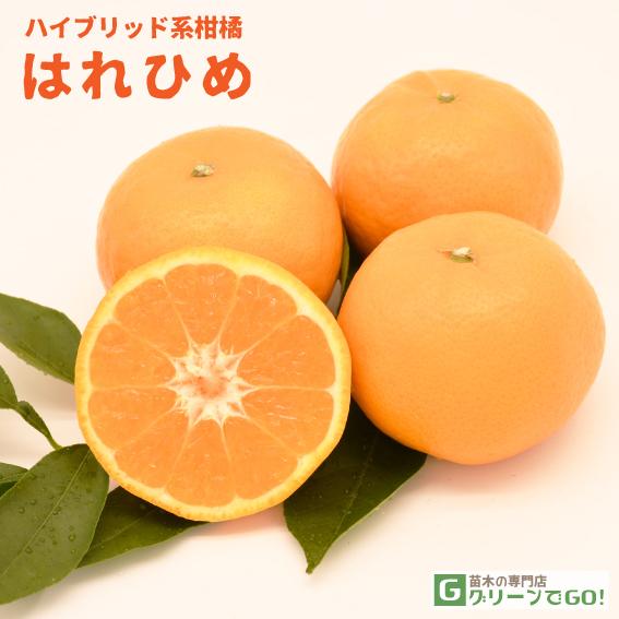 みかん 苗木 【はれひめ ［登録品種］】 3年生 接ぎ木 約1.0m 大苗