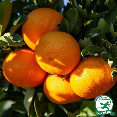 紀州みかん 苗木 【紀州小みかん （きしゅうこみかん）】 3年生 接ぎ木