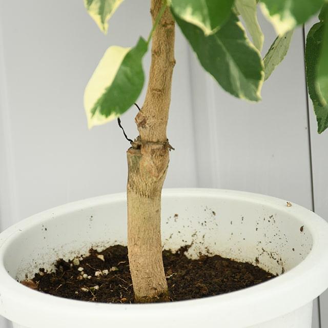 レモン 苗木 【ピンクレモネード】 2年生 接ぎ木 プラスチック鉢植え